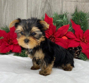 T-cup Yorkie For sale