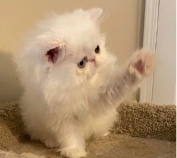 قطه برشن اصول مسجله