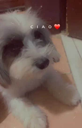 كلب للبيع مالتيزر