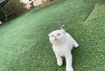 قطط سكوتش فولد وبرتش