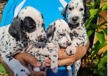 جراوى دلميشن بيور 50 يوم