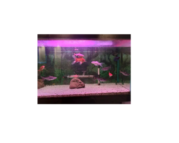Fish for Sale Healthy,active and vaccination water fish in Reasonable