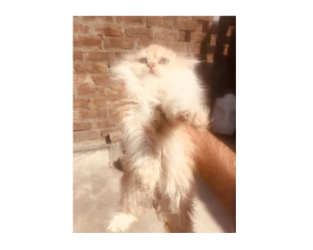 Persian kitten heavy fur Tripple coated