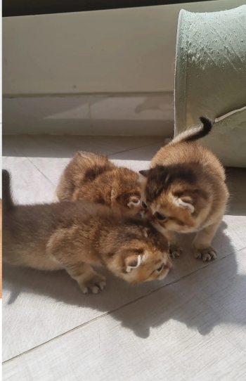 top quality scotch fold ny25 shanshila