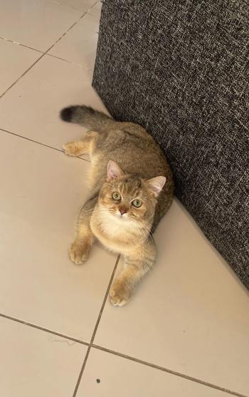 بريتش وسكوتش