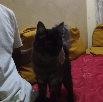 قط بيت 6 شهور