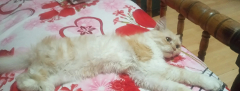 قط للزواج في مصر