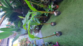 Musa Basjoo. Hardy Banana Plants 4ft. House Plants.