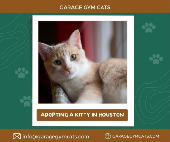 Adopt a Kitty in Houston