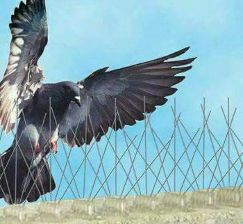 شركه تنظيف شامل وافضل مكافحه الحشرات