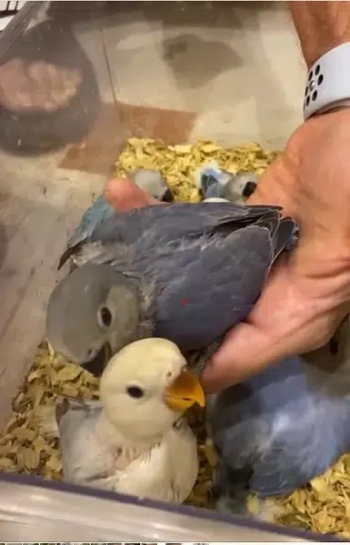 opaline lovebird chicks