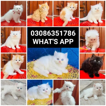 CASH ON DELIVERYTop Quality Persian kitten or cat baby