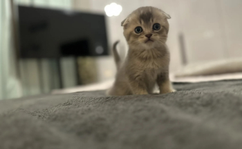 Scottish Fold Kitten 50 Days Old