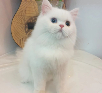 قطه شيرازي للبيع