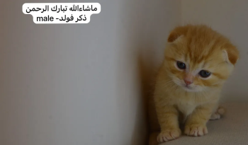 سكوتش فولد وستريت