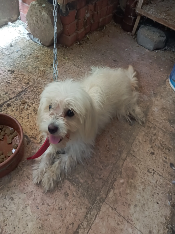 كلب جريفون فرنساوي