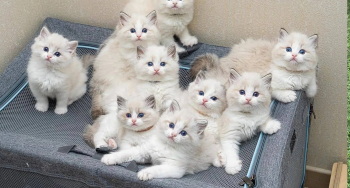 Ragdoll kittens is available for adoption