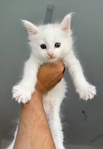 ماين كون Maine coon - female - white