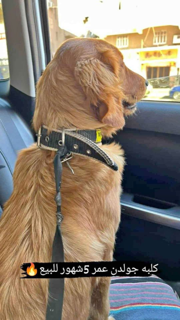 نتايه جولدن عمر 5شهور ونص