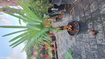 4ft Stripped Bark Trachycarpus Fortunei Fan Palm Tree