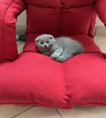 SCOTCH FOLD AND BRITISH SHORT HAIR