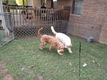 Adult Goldendoodles free