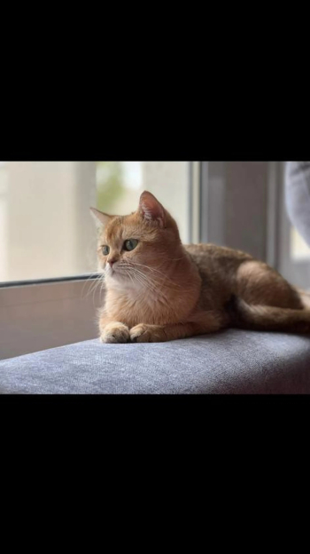golden chinchilla female
