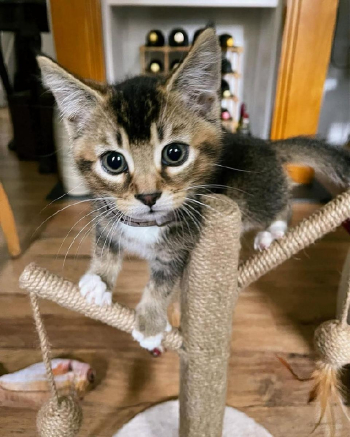 Australian Mists kittens available looking for a home,