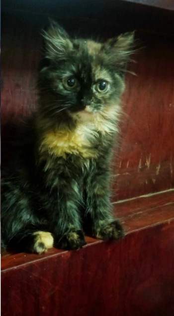 قطه تبني للتبني