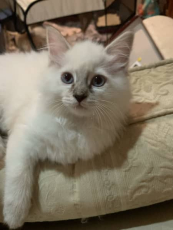 Super Cheeky & Cuddle Purebred Ragdoll Kittens - Only 3 Left