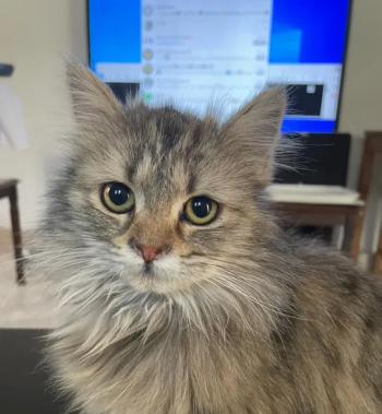 قطة شيرازي للتبني عمر 6 شهور