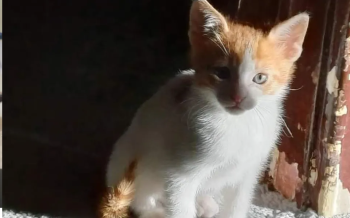 قط ذكر صغير للتبني