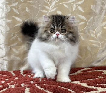 Stunning Persian Kittens