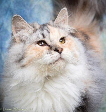 June is Adopt a Shelter Cat month for sale in Anna, Illinois