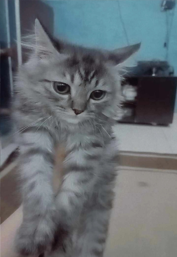 قط شيرازي بيور على هيمالايا للبيع