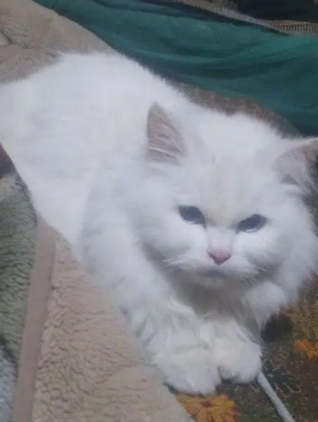 persian cat