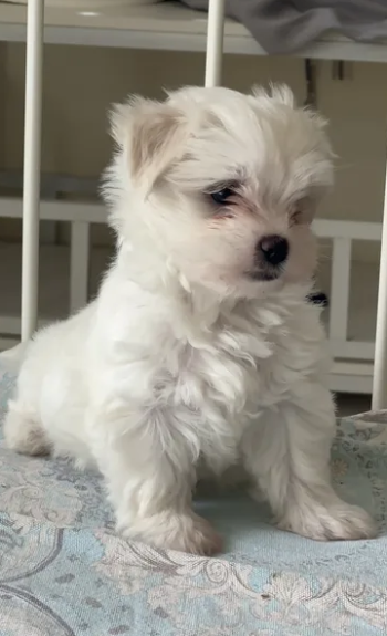 Maltese puppy’s available