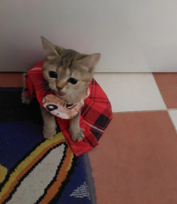 قطط سكوتش استريت