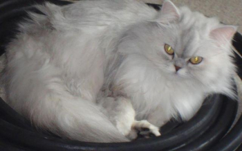 Persian Cat for sale in Crystal Lake, Illinois