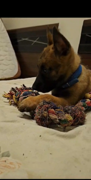belgian malinois