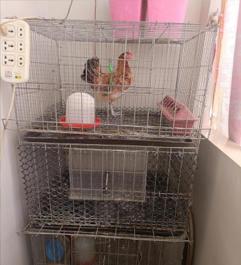 بطارية دواجن