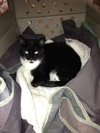 FEMALE BLACK AND WHITE CAT for sale in Elgin, Illinois
