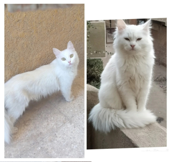 قط و قطه شيرازي ابيض احتمال تكون حامل