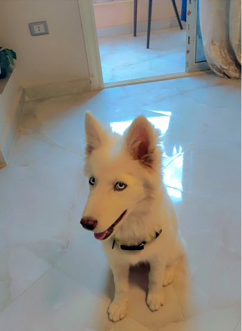 كلبه هاسكي 4 شهور ونص متطعمه وهاديه بتحب الاطفال