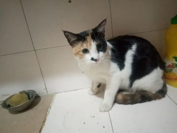 1 male 2month kitten and 8month Female cat