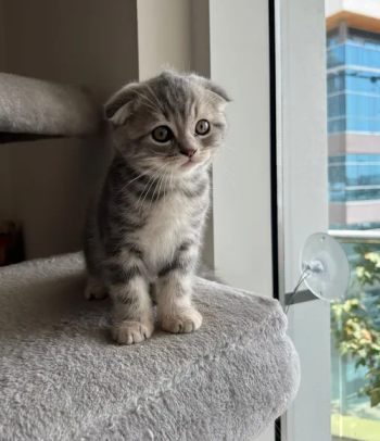 سكوتش فولد بيور ذكر العمر 55 يوم ذكر 1200