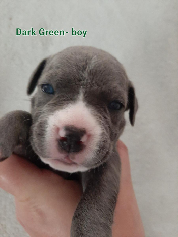 American Pit Bull Terrier Puppies!