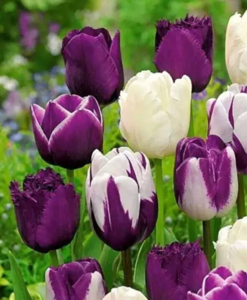 مطعم مجهز للاستثمار في دبي