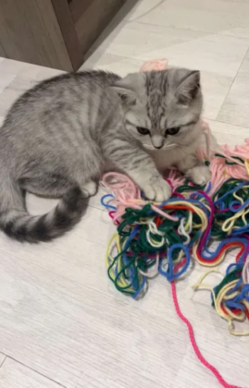 قط فولد ذكر