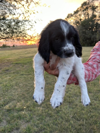 English Springer Spaniels